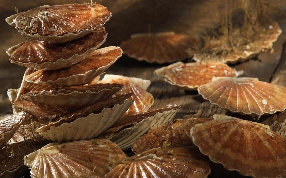 做扇贝别再用水煮了,海边人教你正确做法,肉质鲜嫩不回缩