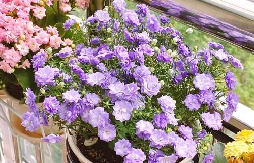 夏天高温，需水量大增的3种花，不浇水死得快