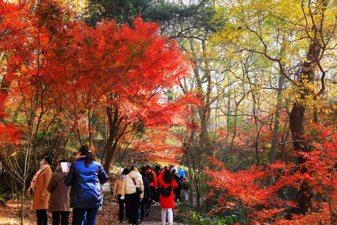 天开岩|栖霞山已经红红红！再等等等就要明年见啦！