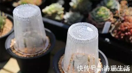 有哪些多肉植物适合闷养?闷养对多肉植物有什么好处?