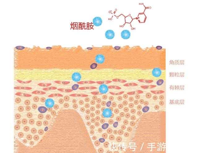 护肤成分 护肤成分｜大名鼎鼎的「烟酰胺」，是真香还是炒作！