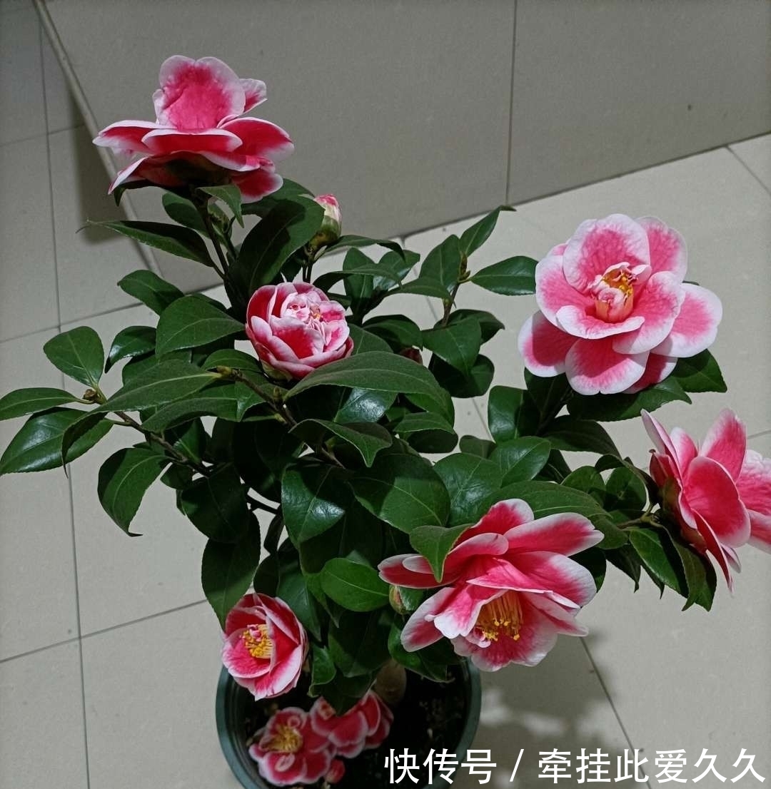 土壤|这三种花，生来就是“醋坛子”，每月喝一口，枝繁叶茂，花开不断