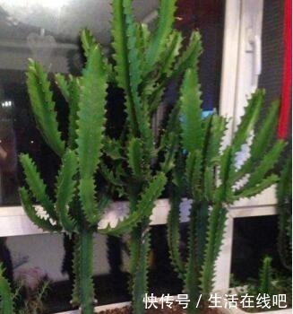 养这“3种花”,浇点水就疯长,镇宅又旺财,回家养2盆,身体好!