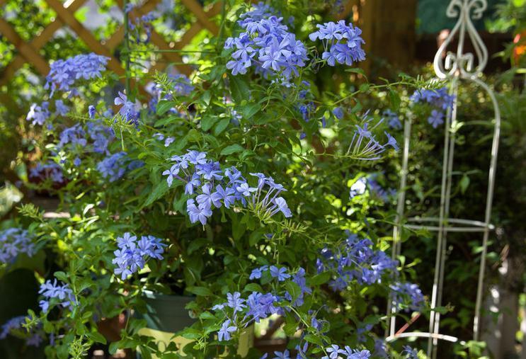 蓝雪花这样养，爆盆不断，开满整个夏天