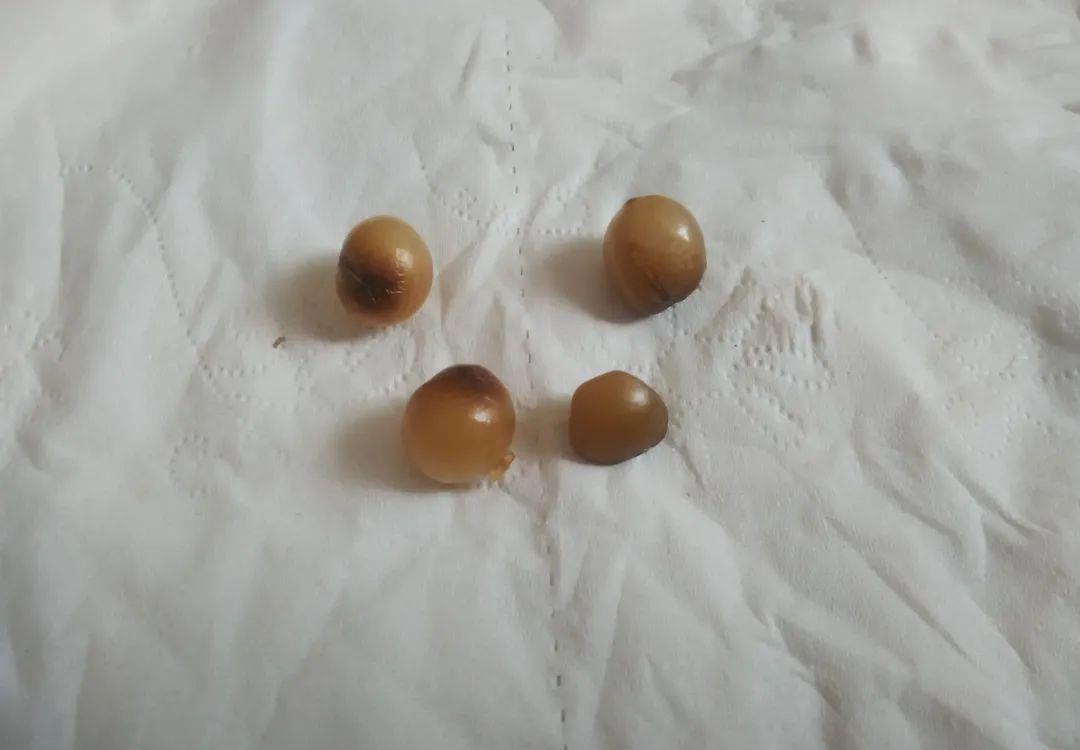 木屑|君子兰种子催芽很容易,只需简单操作几步,很快收获一盆苗儿