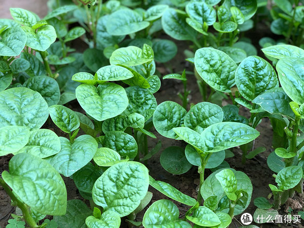 炒木耳菜|它是蔬菜界的“榴莲”，味道怪怪的，一吃就上瘾，清脆滑嫩特好吃