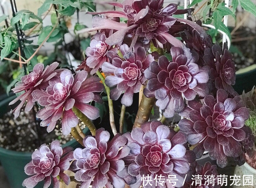 夏季|夏季养殖多肉法师,多注意这3点,植株长得壮实,更易出状态