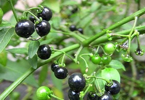 龙葵|小时候常吃却叫不出名字的野果,原来都是价值珍贵的药材,了解下