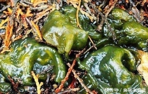 山沟|山沟沟里特有的5种野味 农村娃也未必认识