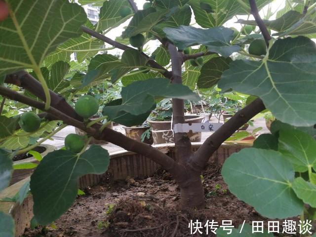 无花果快挂果了,有“2件事”别忘做,果子不止多一倍,甜度高