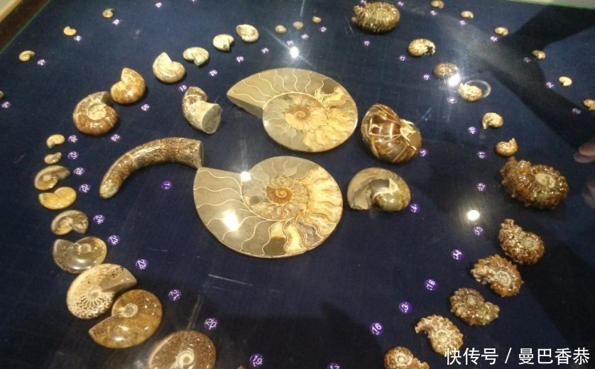 贝类|美国马特乌贝壳博物馆：200多万枚贝壳汇聚的贝壳世界！