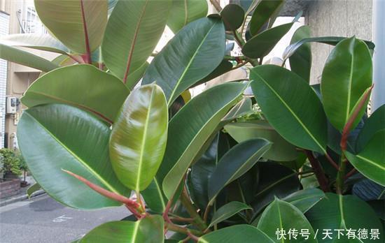 小牡丹|6种“漂亮花”,枝条剁8段,扦插就成活,开花似“小牡丹”
