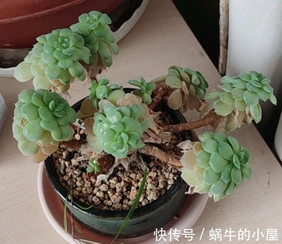 叶子|拯救病态的多肉，这3种问题，经常遇到，不加以改善，全部死翘翘