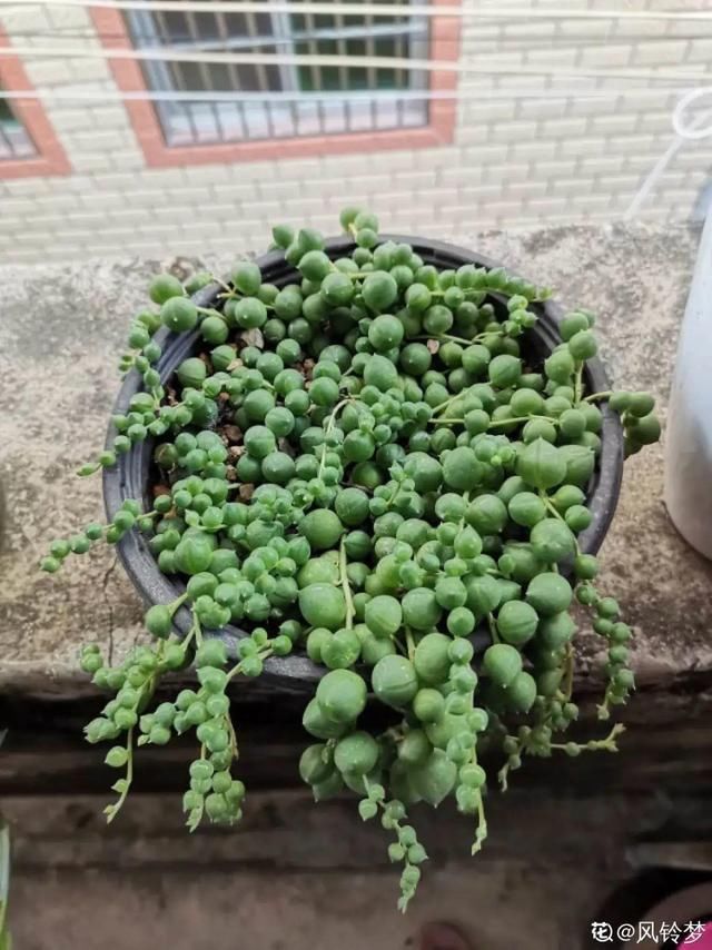 浇水|10种吊兰,耐阴又好看,叶子美得像一幅画