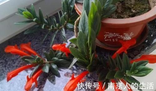 养护|4种植物最适合懒养,十天半个月不用浇水,照样长势旺