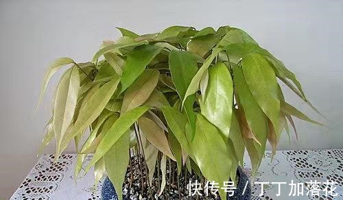 这几种水果核吃完不要扔，盆栽果树，养出郁郁葱葱的盆栽！