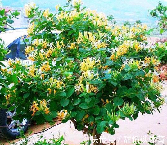 5种“养人花”,你养着它,它也养着你,家里空气清新,人健康