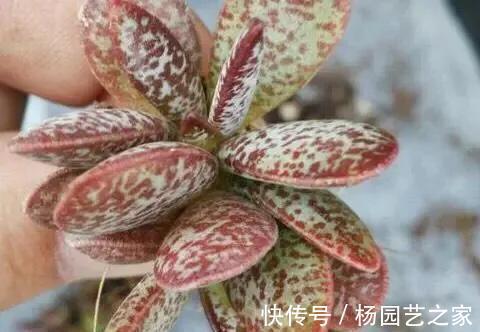 叶片|隐藏在多肉植物当中的5种水果，长得太像了，看着都想咬一口