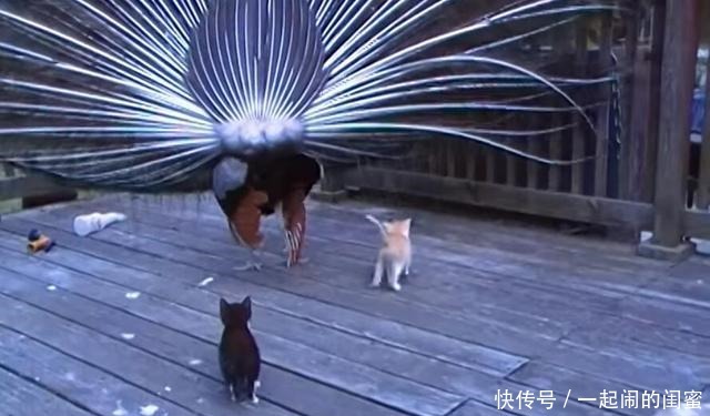 羽毛|当孔雀开屏遇到了猫咪,漂亮羽毛成了逗猫棒,孔雀给我留点羽毛