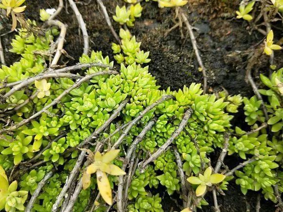 垂盆草|屋顶上的野草,人称“房神”,别再拔了,是福气!