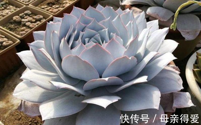 多肉薄叶“三仙”该怎么养？掌握住技巧，盆栽轻松出状态