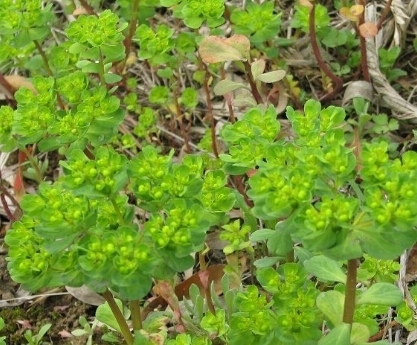 五朵云|为什么每次在乡下发现毒草五朵云就把它们挖出来?