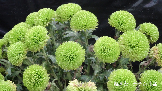 喜欢菊花,不如养”乒乓菊系列“绿乒乓菊,似绿如新翠,小巧玲珑