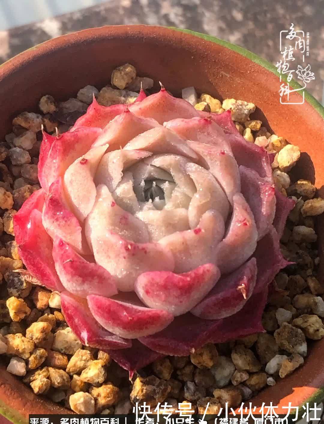 多肉,似星辰大海般的璀璨!