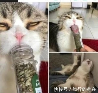 |爆笑段子:你以前都自称老子,最近变成老娘了