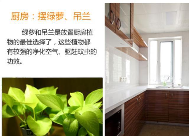 玄关|如何让家里更加的清新4个地方摆放绿植,给你带来不一样的感觉