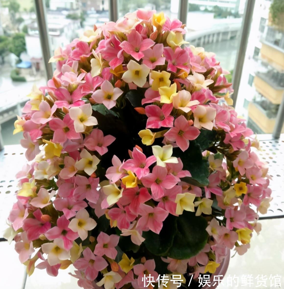 关键|3种“养不死”的花，适合新手，不只是好养，关键很漂亮