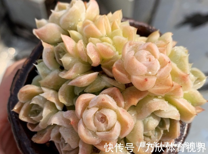 夏季|养多肉7年,我的多肉夏天基本不会出现黑腐,来看看是怎么做到的