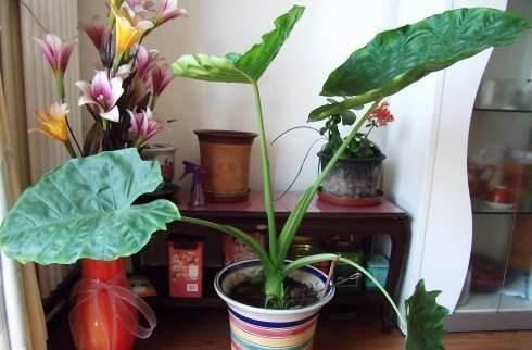 啤酒浇花作用大让土壤充满肥力,肥效持久,比淘米水还管用