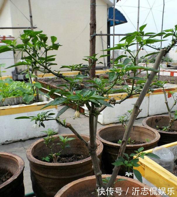 她在花盆里种了棵辣椒,一年能结7、8斤,第二年长成盆景,又结果