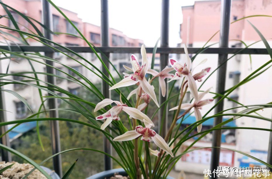 苗壮根旺|养兰花，有“四不十二字”，灵活掌握，苗壮根旺开花香