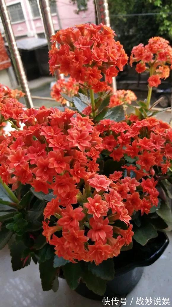 6种花是“老酒鬼”,1个月喝2杯,叶子油亮亮,花苞冒不完