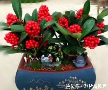 家里要养4种花,开花吉祥又喜庆,比牡丹还美,年年开花美翻