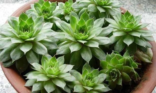 叶子|冬季养观音莲,哪些细节不能忽视?粗心大意令叶子发黑