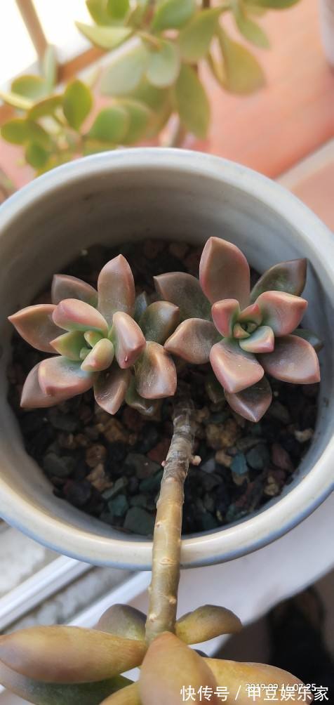 新手入坑应该选哪些多肉,老花农告诉你秘籍,养这些没错了!