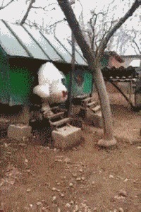 |搞笑GIF:没有一丝丝防备,就被闺蜜坑的一脸懵逼