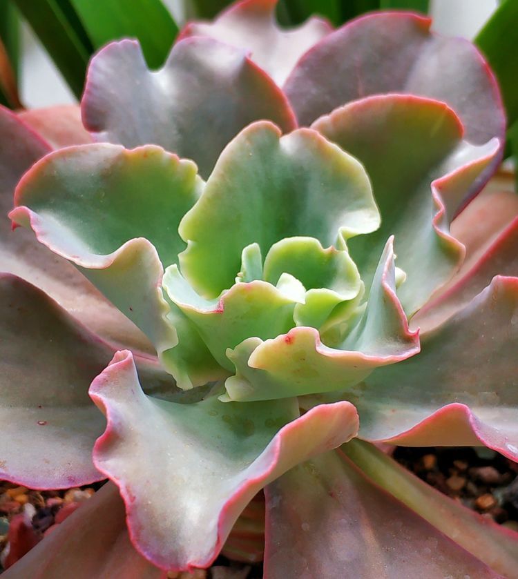 成长|与多肉一起走过的日子,见证多肉的成长过程!