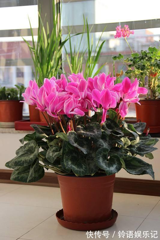 8种“坑人花”,过年谨慎入,没有“高技术”,养一盆枯一盆