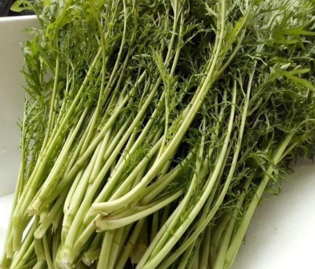 农村这种野菜,可以用来做咸菜,对咳嗽、牙龈上火很管用