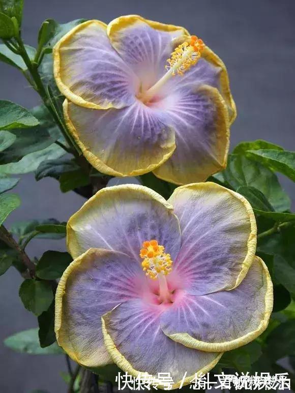 扶桑|1种花一开就是300多天,好养又漂亮,新手懒人都能养!