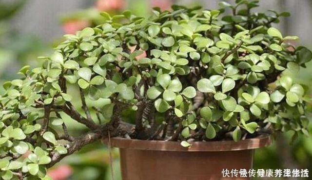 金枝玉叶特好养,3个“小事”做对了,枝粗叶肥,1年变老桩!