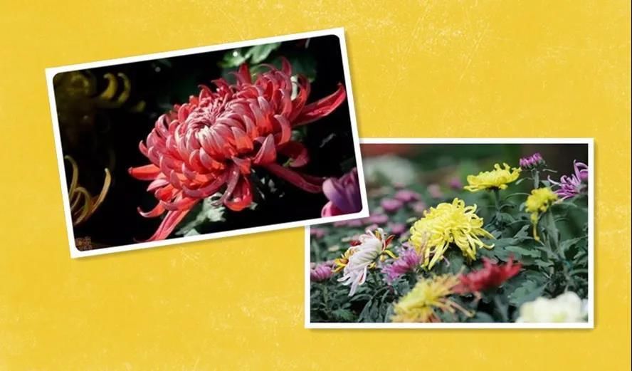 火锅|赏菊还能食菊!菊花火锅、雪菊梨盅、花香木耳青瓜……