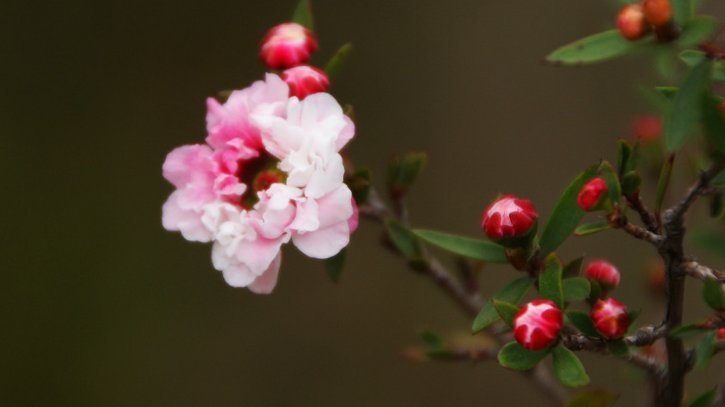 这4种花的花期”超长“，而且开花还勤，非常好养