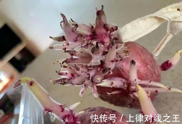 土豆|土豆发芽有多恐怖!26张照片告诉你,它才是这个星球最神奇生物