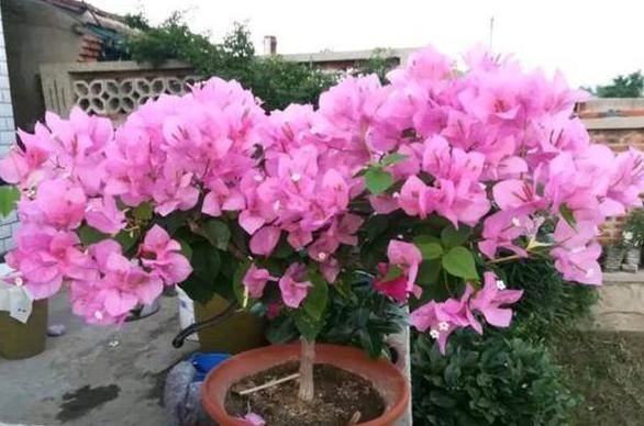 养花旧土该如何重复利用掌握这些，不用多费劲就能变成新土