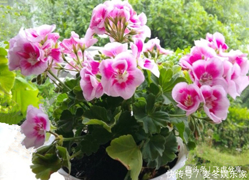 施肥|养花应注意,三种水不能浇,三种肥不能施,不然就会出问题